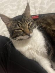 Lost Male Cat last seen Johnos pies, Merseyside, England L8 6TG