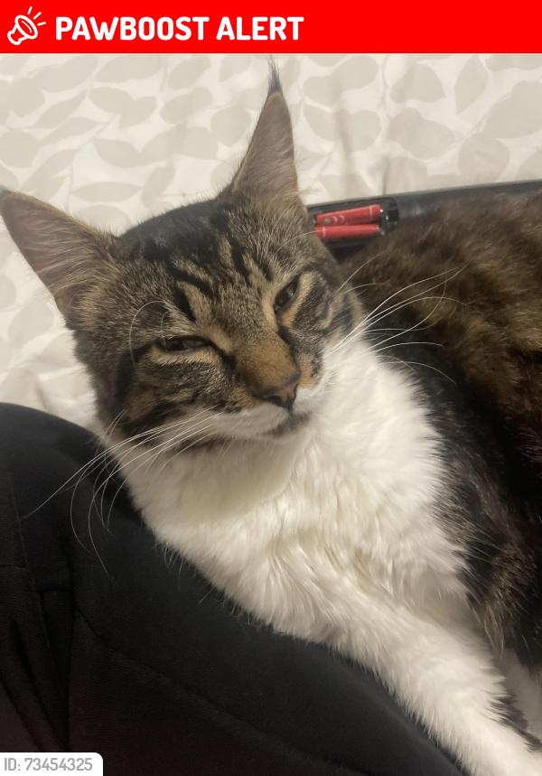 Lost Male Cat last seen Johnos pies, Merseyside, England L8 6TG