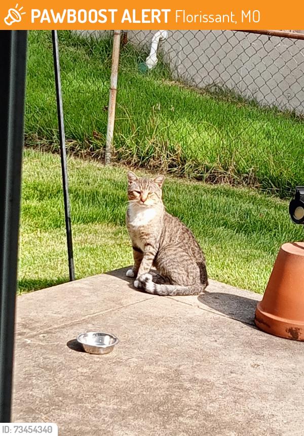 Found/Stray Male Cat last seen N. Waterford Dr & Winners Cir, 63033, Florissant, MO 63033
