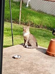 Found/Stray Male Cat last seen N. Waterford Dr & Winners Cir, 63033, Florissant, MO 63033