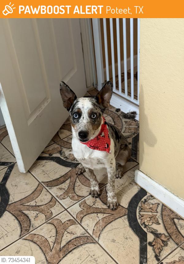Found/Stray Female Dog last seen Hwy 16S, Poteet, TX 78065