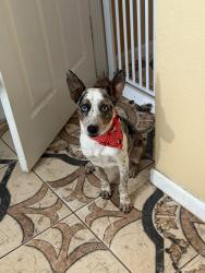 Found/Stray Female Dog last seen Hwy 16S, Poteet, TX 78065