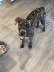 Found/Stray Female Dog last seen Bridgeland, cypress, Houston, TX 77433