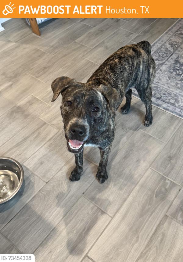 Found/Stray Female Dog last seen Bridgeland, cypress, Houston, TX 77433