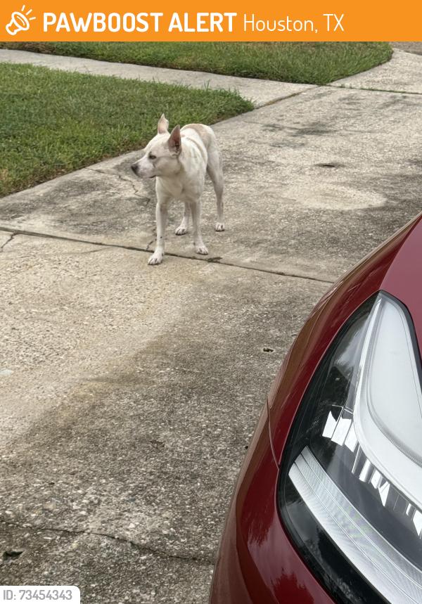 Found/Stray Male Dog last seen Dessert rose Ln, Houston, TX 77086
