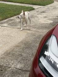 Found/Stray Male Dog last seen Dessert rose Ln, Houston, TX 77086