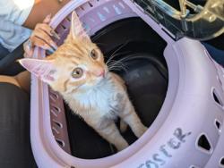 Shelter Stray Female Cat last seen Near Piedmont Road NE, Atlanta, GA, 1251 Fulton Industrial Blvd NW, Atlanta, GA 30336, USA