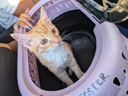 Shelter Stray Female Cat last seen Near Piedmont Road NE, Atlanta, GA, 1251 Fulton Industrial Blvd NW, Atlanta, GA 30336, USA
