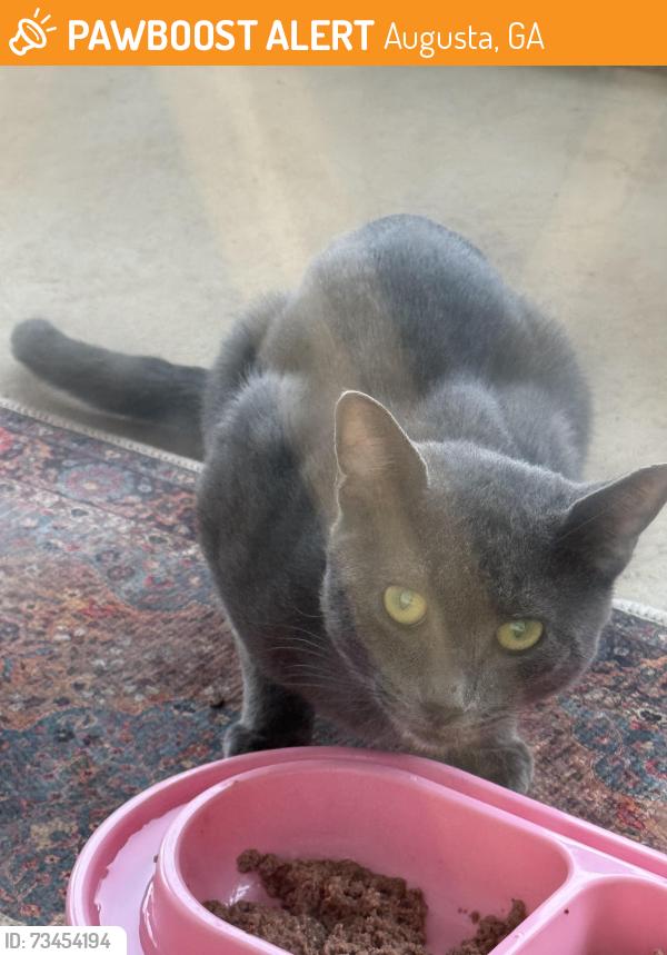 Found/Stray Unknown Cat last seen Location Woodbluff Way, Cross Street Skinner Mill Road, Augusta, GA 30909