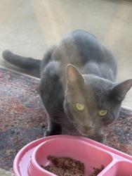 Found/Stray Unknown Cat last seen Location Woodbluff Way, Cross Street Skinner Mill Road, Augusta, GA 30909