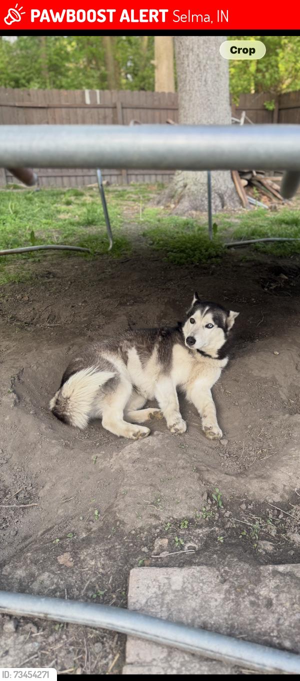 Lost Female Dog last seen Selma, IN, Selma, IN 47383