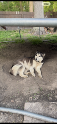 Lost Female Dog last seen Selma, IN, Selma, IN 47383