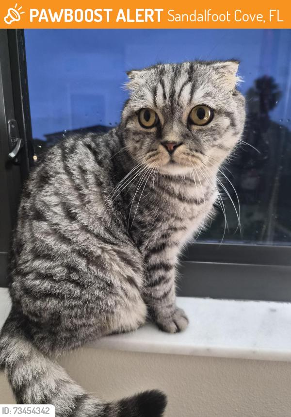Found/Stray Unknown Cat last seen Near ASPECT DR, Sandalfoot Cove, FL 33428