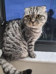 Found/Stray Unknown Cat last seen Near ASPECT DR, Sandalfoot Cove, FL 33428
