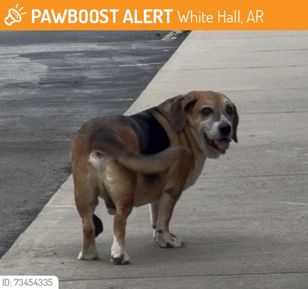Found/Stray Male Dog last seen Larry’s Pizza, White Hall, AR 71602