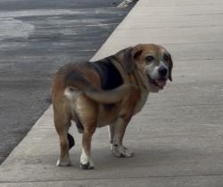 Found/Stray Male Dog last seen Larry’s Pizza, White Hall, AR 71602