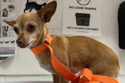 Shelter Stray Female Dog last seen Near Elmwood Ave, Oakland, CA, 1101 29th Ave, Oakland, CA 94601, USA