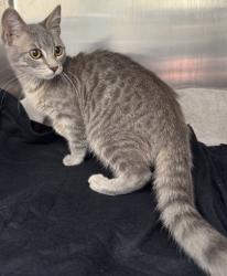 Shelter Stray Female Cat last seen , , CA, 1101 29th Ave, Oakland, CA 94601, USA
