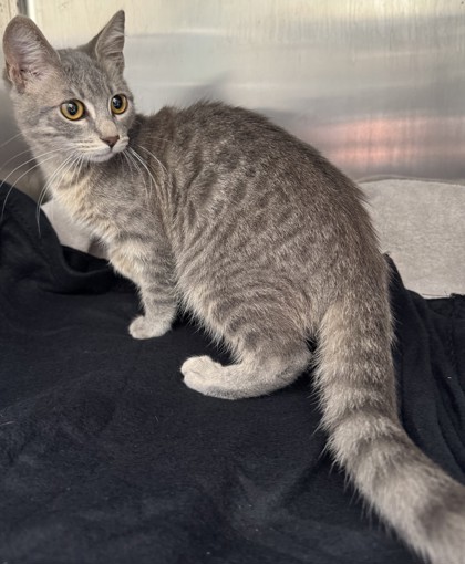Shelter Stray Female Cat last seen , , CA, 1101 29th Ave, Oakland, CA 94601, USA