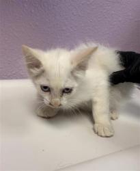 Shelter Stray Male Cat last seen Near mount hood, CITY of El Paso, TX, 5001 Fred Wilson Ave, El Paso, TX 79906, USA