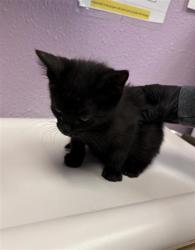Shelter Stray Male Cat last seen Near mount hood, CITY of El Paso, TX, 5001 Fred Wilson Ave, El Paso, TX 79906, USA