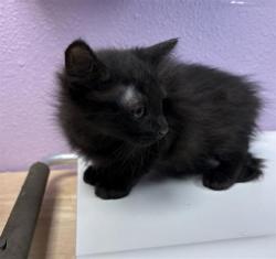Shelter Stray Male Cat last seen Near mount hood, CITY of El Paso, TX, 5001 Fred Wilson Ave, El Paso, TX 79906, USA