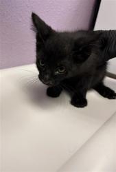 Shelter Stray Male Cat last seen Near Mt. Hood Dr, CITY of El Paso, TX, 5001 Fred Wilson Ave, El Paso, TX 79906, USA