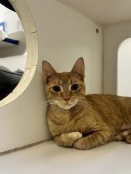 Shelter Stray Female Cat last seen Near 77th Dr, Vero Beach, FL, 6230 77th St, Vero Beach, FL 32967, USA