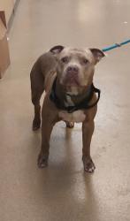 Shelter Stray Male Dog last seen Near s duncanville rd, Cedar Hill, TX, 1150 E Pleasant Run Rd, Cedar Hill, TX 75104, USA