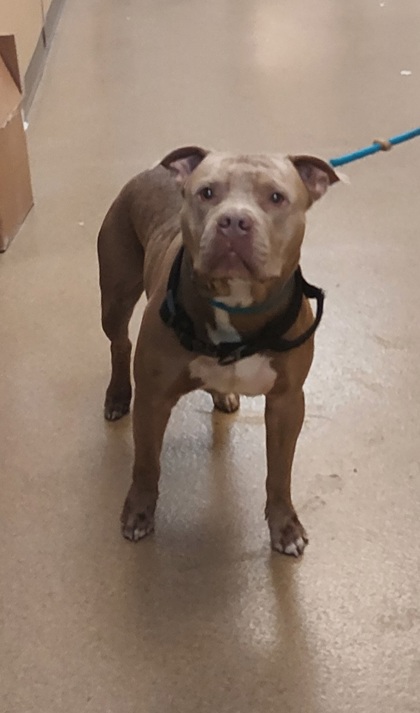 Shelter Stray Male Dog last seen Near s duncanville rd, Cedar Hill, TX, 1150 E Pleasant Run Rd, Cedar Hill, TX 75104, USA