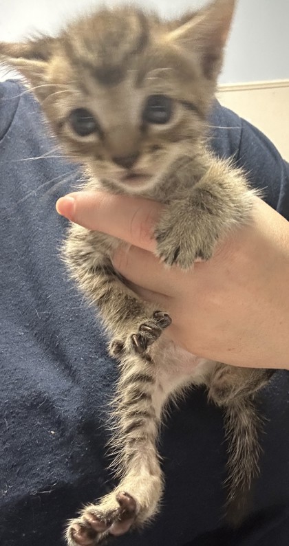 Shelter Stray Female Cat last seen Near covington hwy, 30058, GA, 3280 Chamblee Dunwoody Rd, Chamblee, GA 30341, USA
