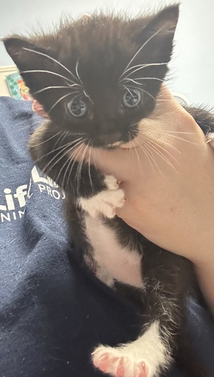 Shelter Stray Male Cat last seen Near covington hwy, 30058, GA, 3280 Chamblee Dunwoody Rd, Chamblee, GA 30341, USA