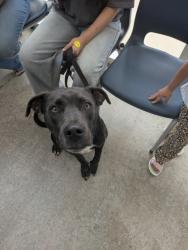 Shelter Stray Male Dog last seen , , TX, 355 Hillshire Dr, Haslet, TX 76052, USA