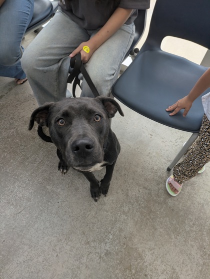 Shelter Stray Male Dog last seen , , TX, 355 Hillshire Dr, Haslet, TX 76052, USA