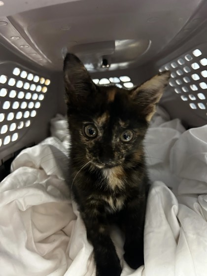 Shelter Stray Female Cat last seen Near Memorial Dr SE, Atlanta GA 30317, 30317, GA, 3280 Chamblee Dunwoody Rd, Chamblee, GA 30341, USA