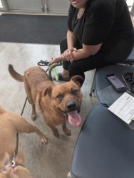 Shelter Stray Male Dog last seen , , TX, 355 Hillshire Dr, Haslet, TX 76052, USA
