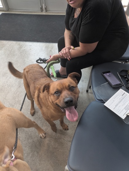 Shelter Stray Male Dog last seen , , TX, 355 Hillshire Dr, Haslet, TX 76052, USA