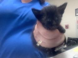Shelter Stray Male Cat last seen Near NW 24th St, North District, TX, 355 Hillshire Dr, Haslet, TX 76052, USA