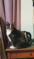 Lost Male Cat last seen W Fletcher St and N Richmond St, Chicago, IL 60618