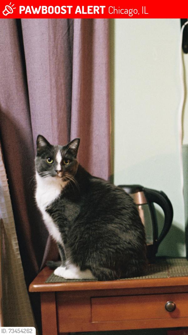 Lost Male Cat last seen W Fletcher St and N Richmond St, Chicago, IL 60618