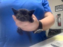 Shelter Stray Female Cat last seen Near NW 24th St, North District, TX, 355 Hillshire Dr, Haslet, TX 76052, USA
