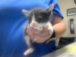 Shelter Stray Female Cat last seen Near NW 24th St, North District, TX, 355 Hillshire Dr, Haslet, TX 76052, USA