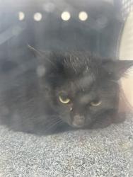 Shelter Stray Unknown Cat last seen Near BOLINGBROKE PL, South District, TX, 355 Hillshire Dr, Haslet, TX 76052, USA