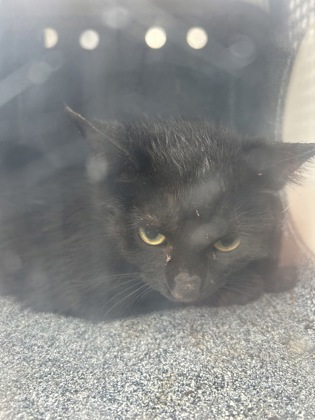 Shelter Stray Unknown Cat last seen Near BOLINGBROKE PL, South District, TX, 355 Hillshire Dr, Haslet, TX 76052, USA