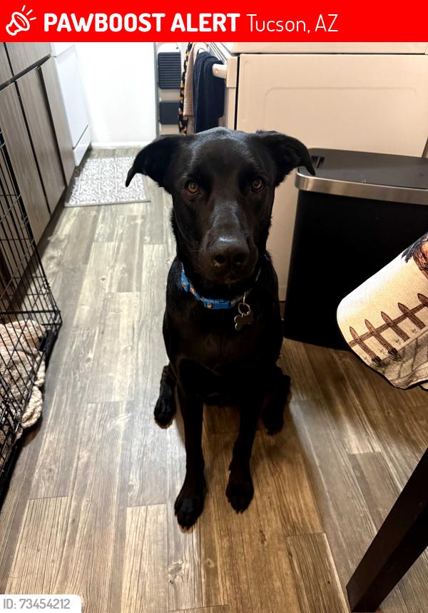 Lost Male Dog last seen Snyder & North Bear Canyon Rd, Tucson, AZ, Tucson, AZ 85749