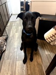 Lost Male Dog last seen Snyder & North Bear Canyon Rd, Tucson, AZ, Tucson, AZ 85749