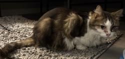 Found/Stray Female Cat last seen Worden Rd Wickliffe, Willowick, OH 44095