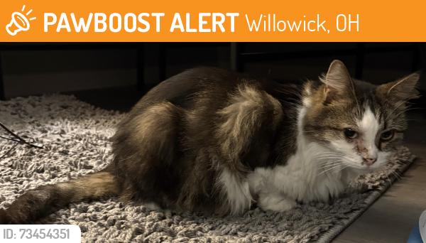 Found/Stray Female Cat last seen Worden Rd Wickliffe, Willowick, OH 44095