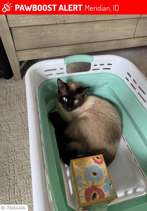 Lost Male Cat last seen Ten Mile and Lake Hazel, Meridian, ID 83642