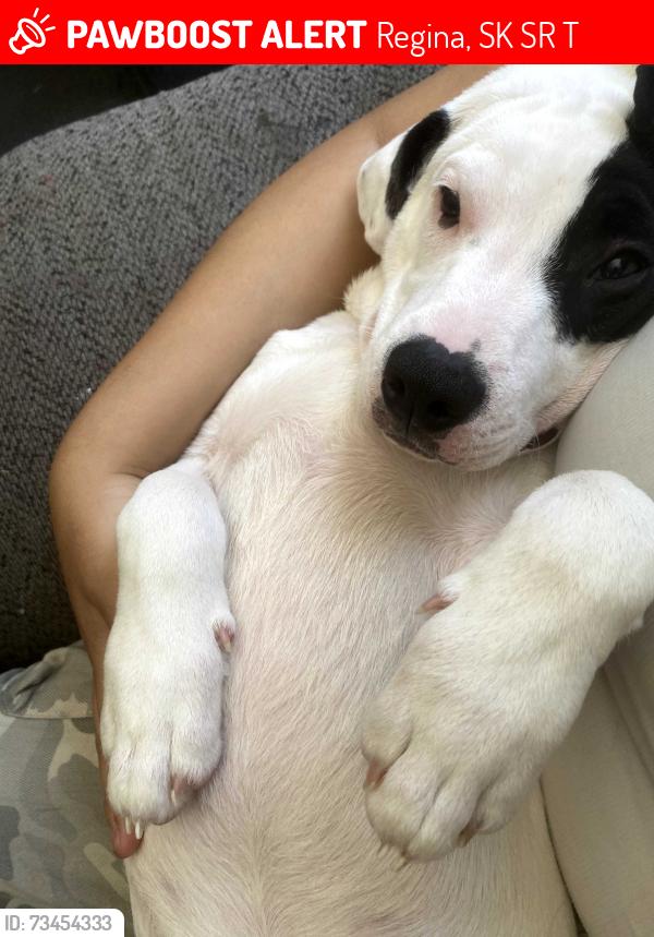 Lost Male Dog last seen Near Halifax st Regina sk, Regina, SK S4R 1T4